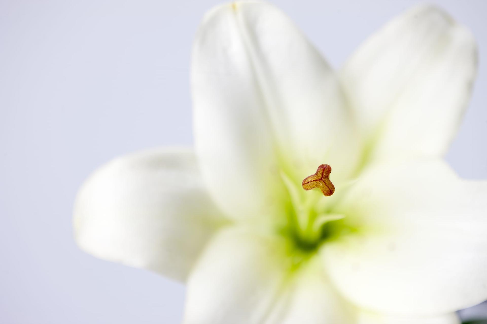 A close-up of a white lily bloom