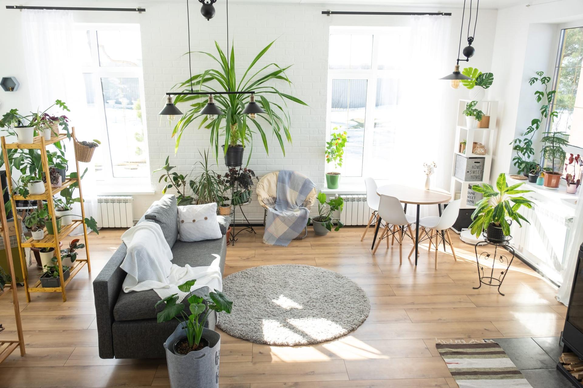 A group of healthy indoor plants on shelves in a bright room