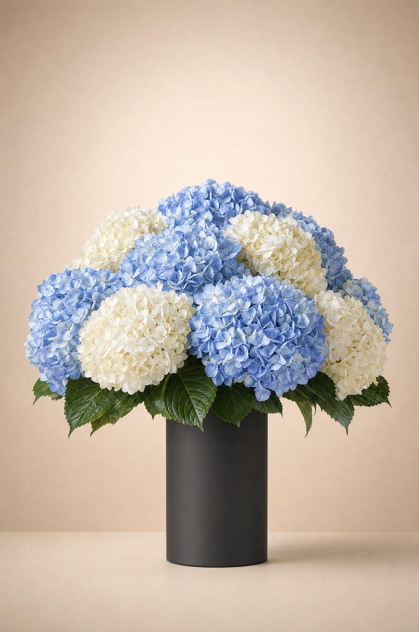 Powder-blue and ivory hydrangea heads massed in a tall black cylinder vase