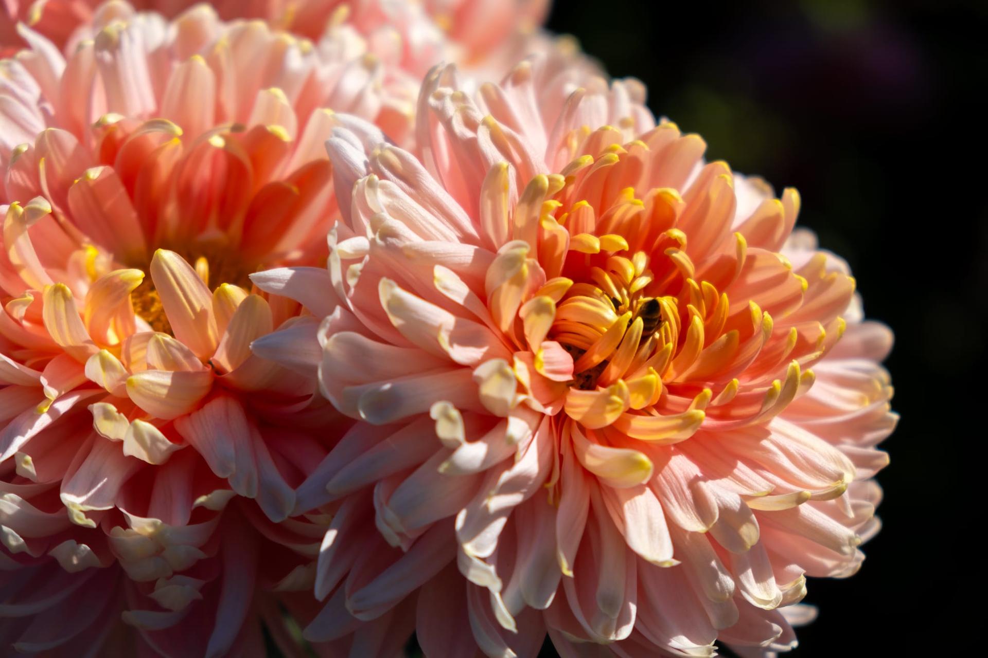 A close-up of soft orange chrysanthemums