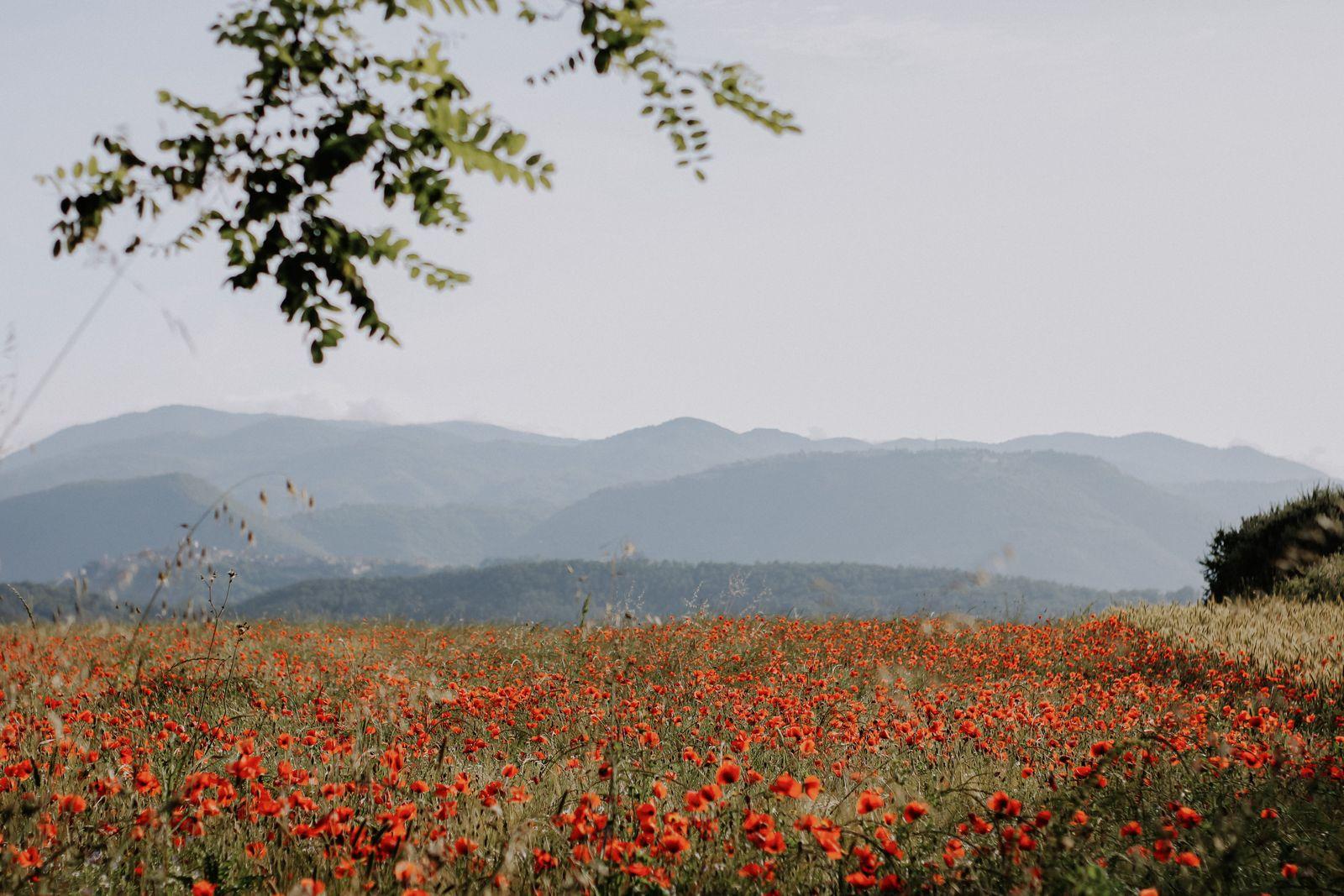 Field of red poppies, an August birth flower