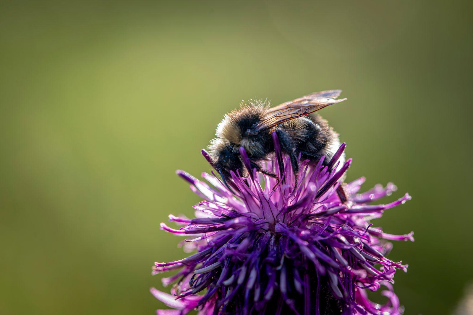 A bumblebee feeding on a purple flower