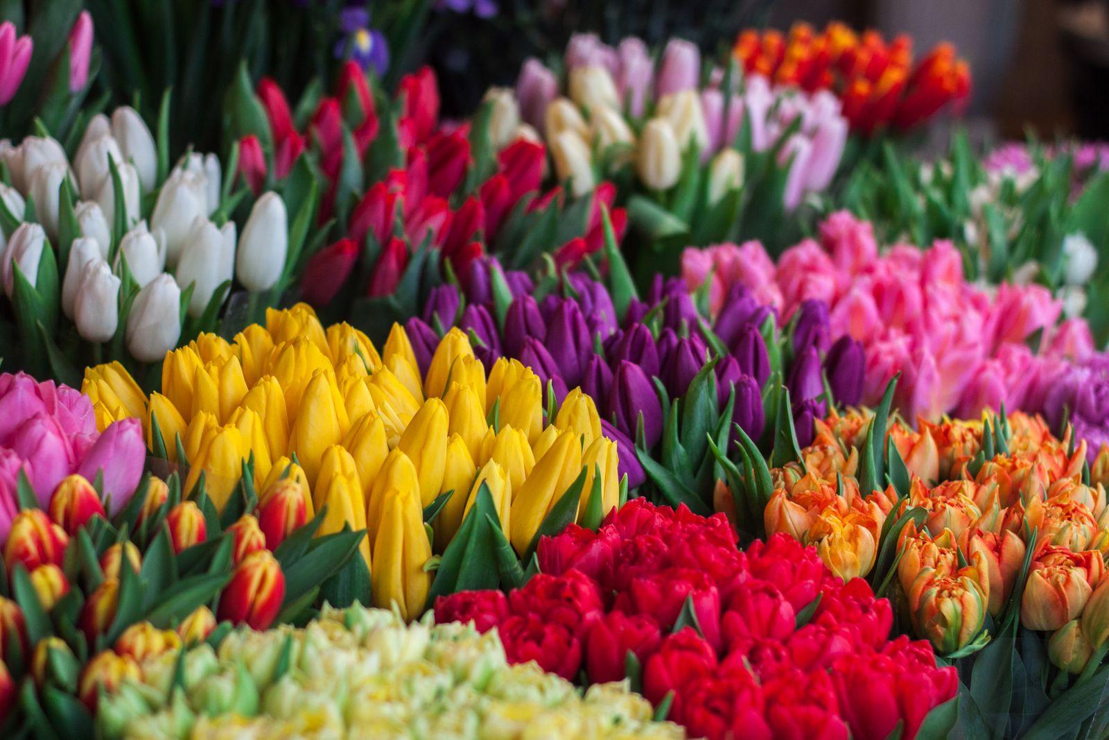 Assorted colourful spring tulips