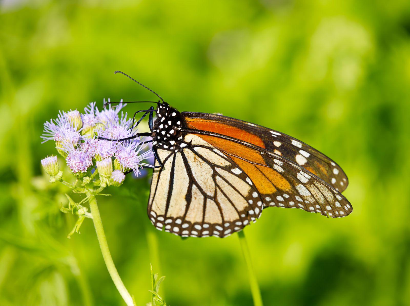 A monarch butterfly feeding on a flower