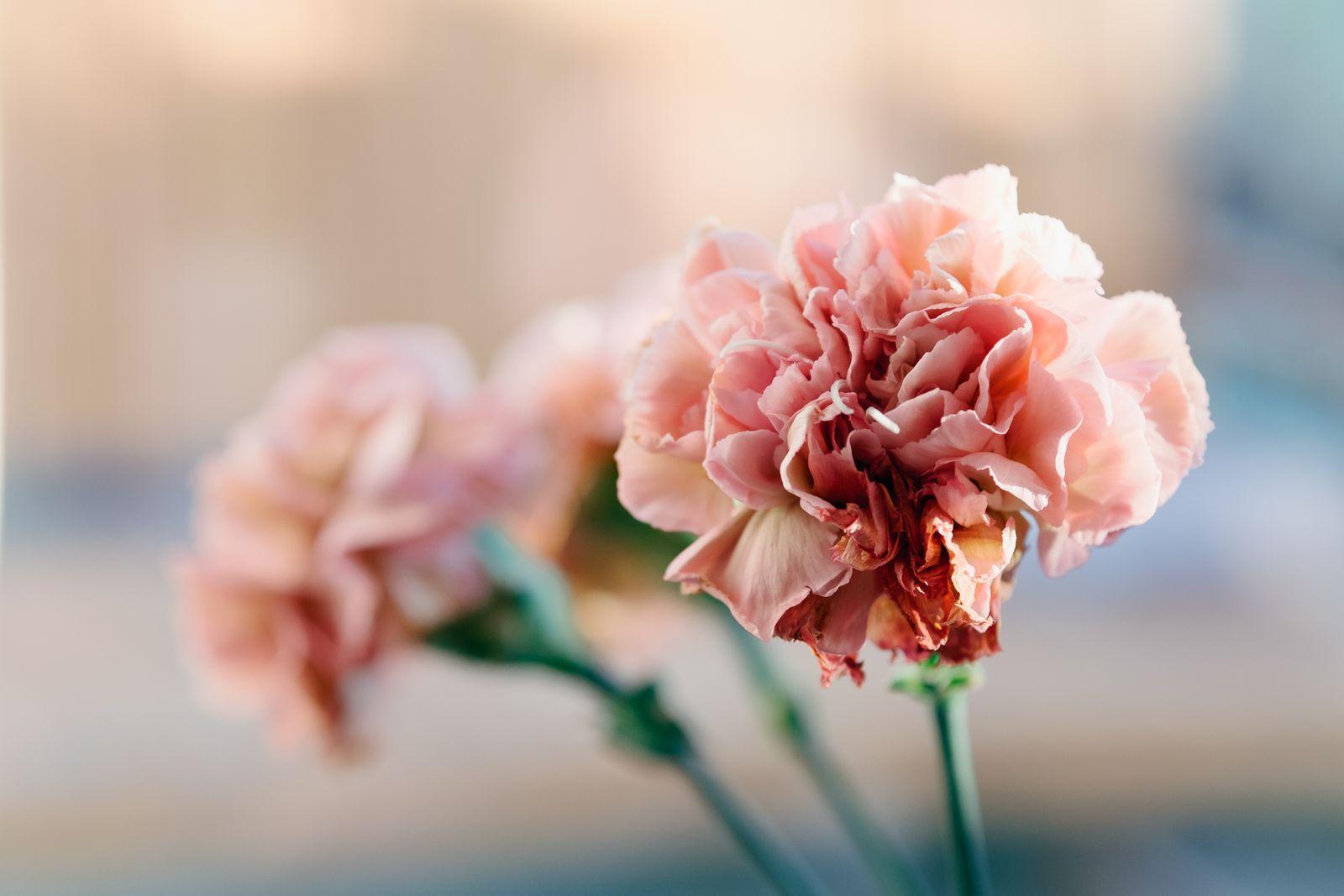 Close-up of a soft pink carnation in bloom