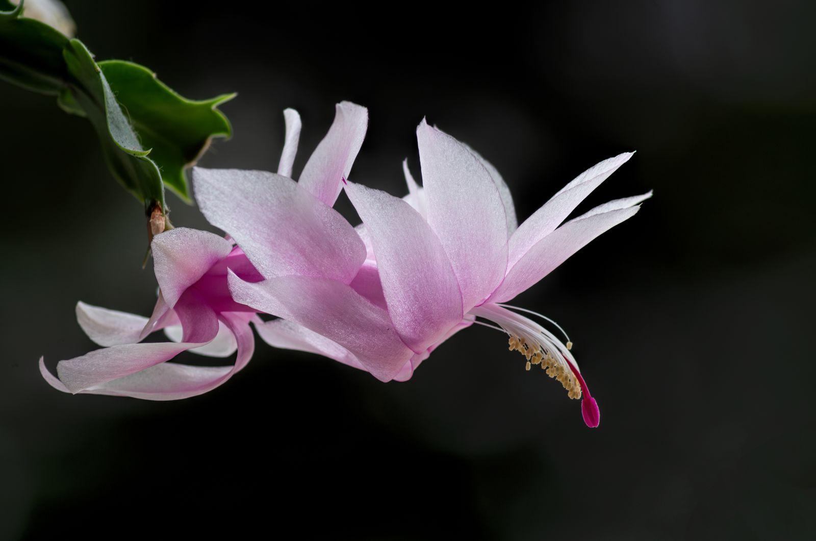 A Christmas cactus in full pink bloom