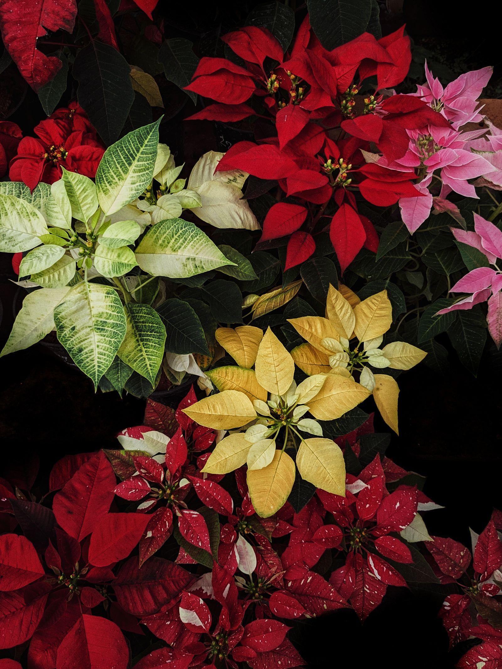 Poinsettias in several colours in close-up