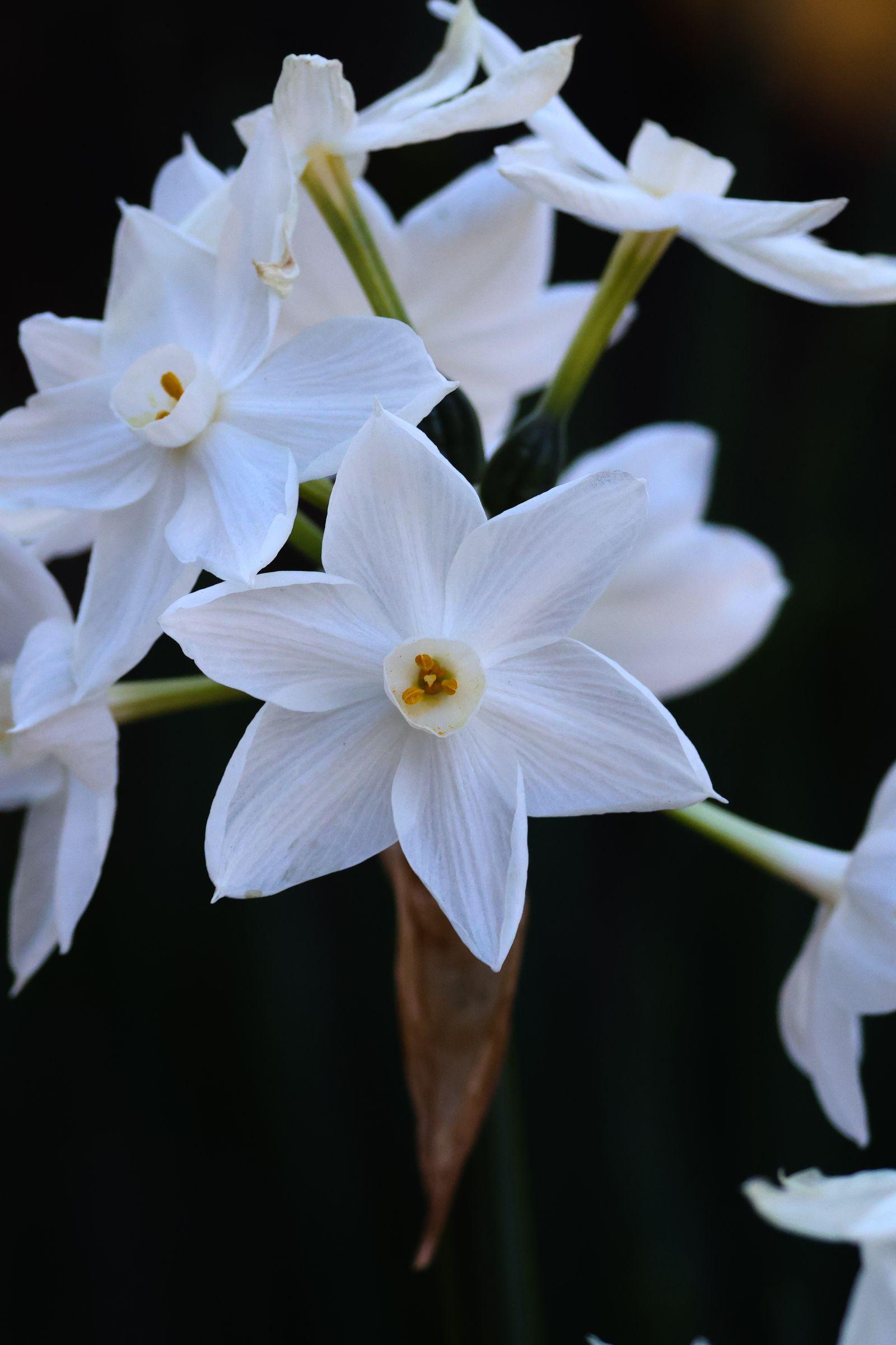 White narcissus flowers in bloom
