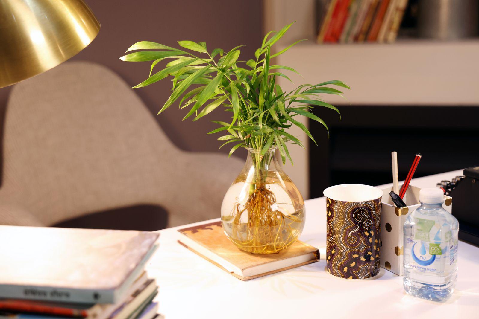 Leafy green plant growing in a glass water vase on a modern desk