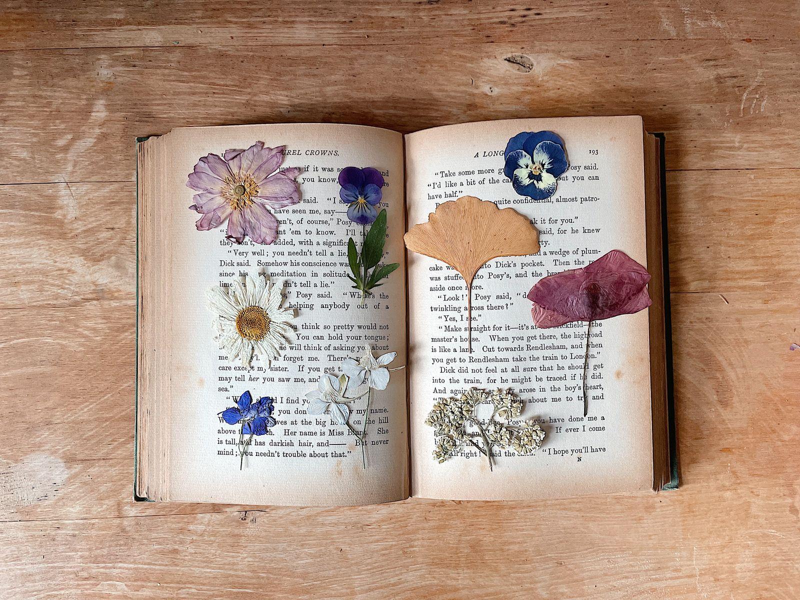 Pressed dried flowers resting on an open book