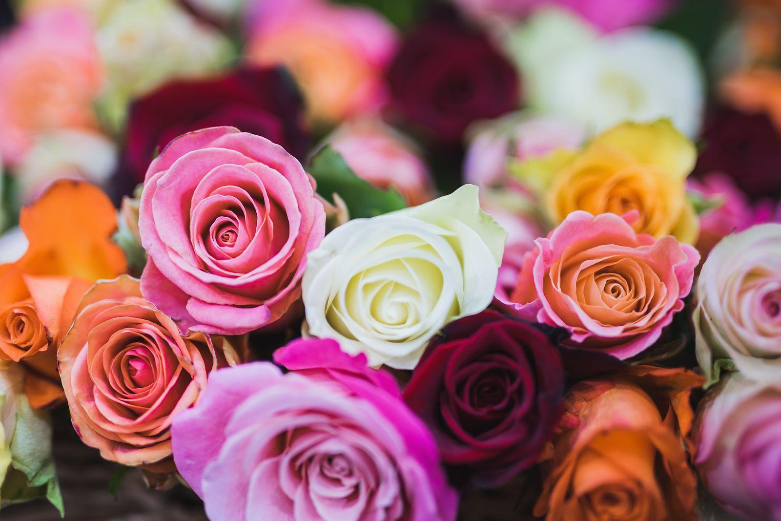 Assorted colourful roses in many shades