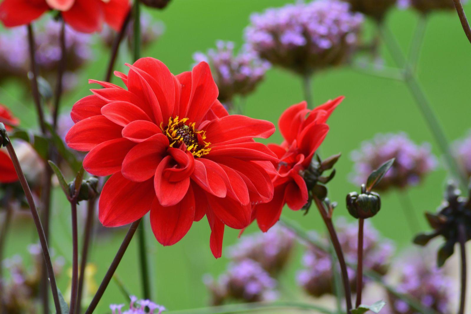 Close-up of a deep red dahlia in bloom