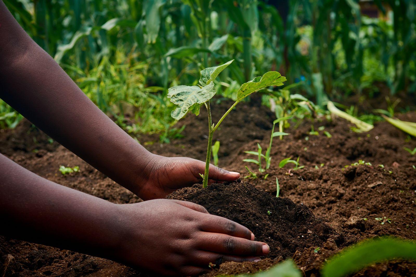 Hands planting a seedling in garden soil