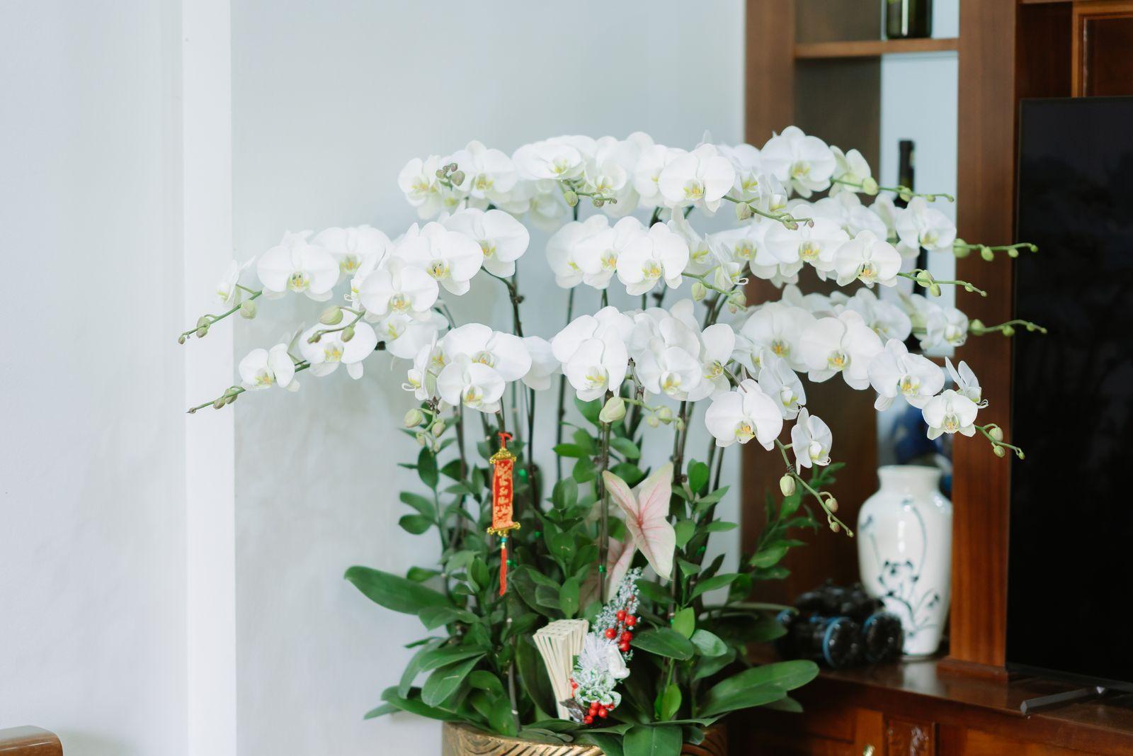 Potted white orchids in an indoor setting