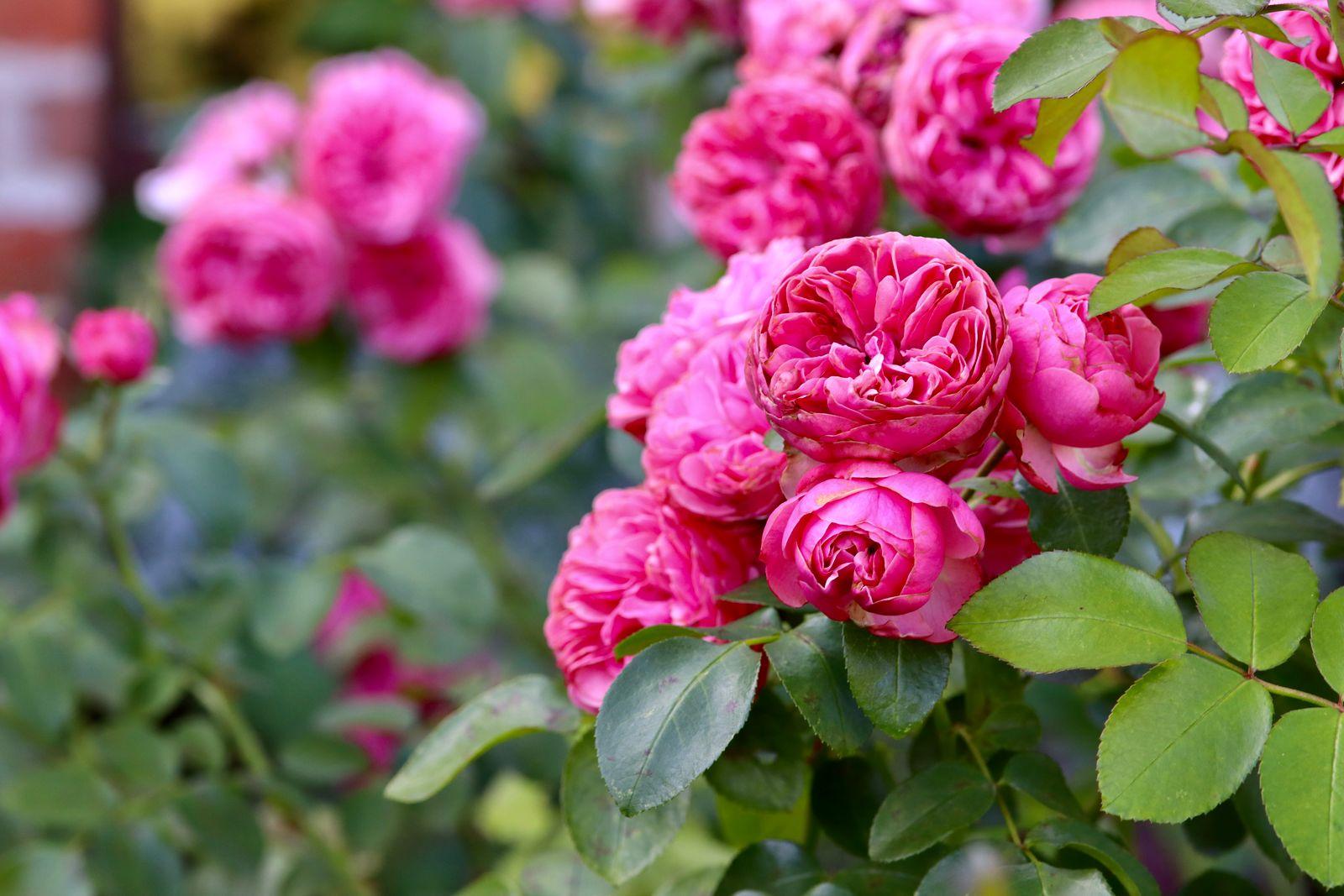 Pink roses blooming on a garden rose bush