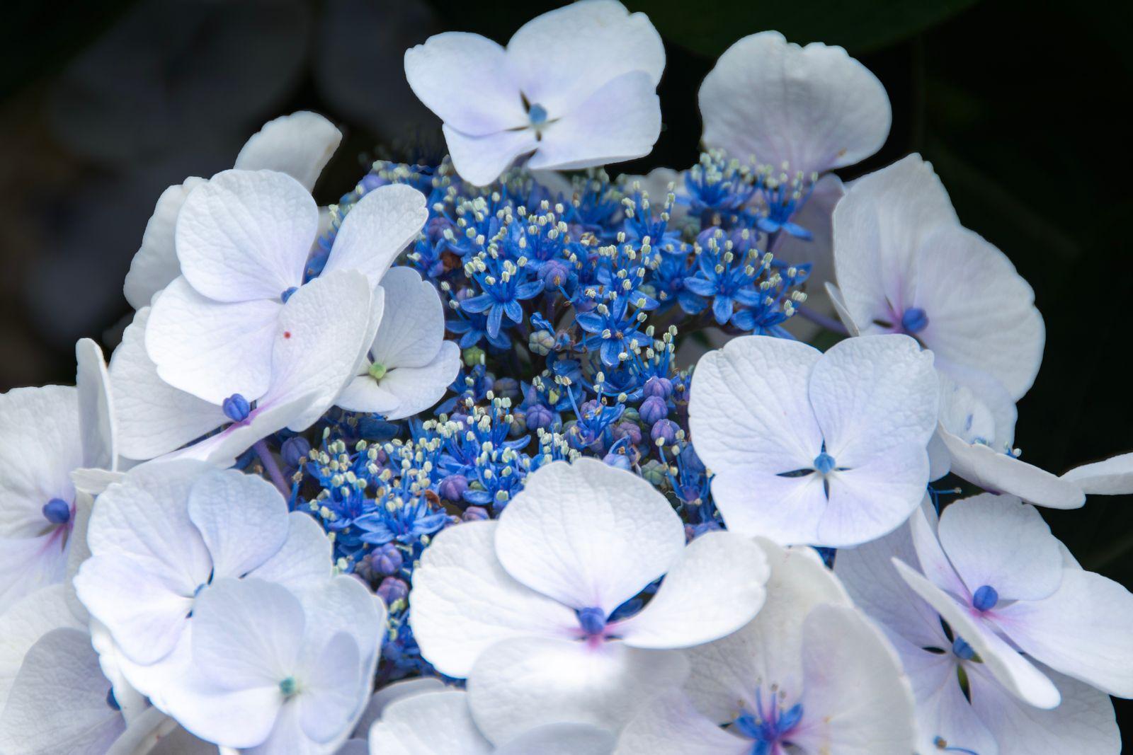 Close-up of a blue hydrangea flower head