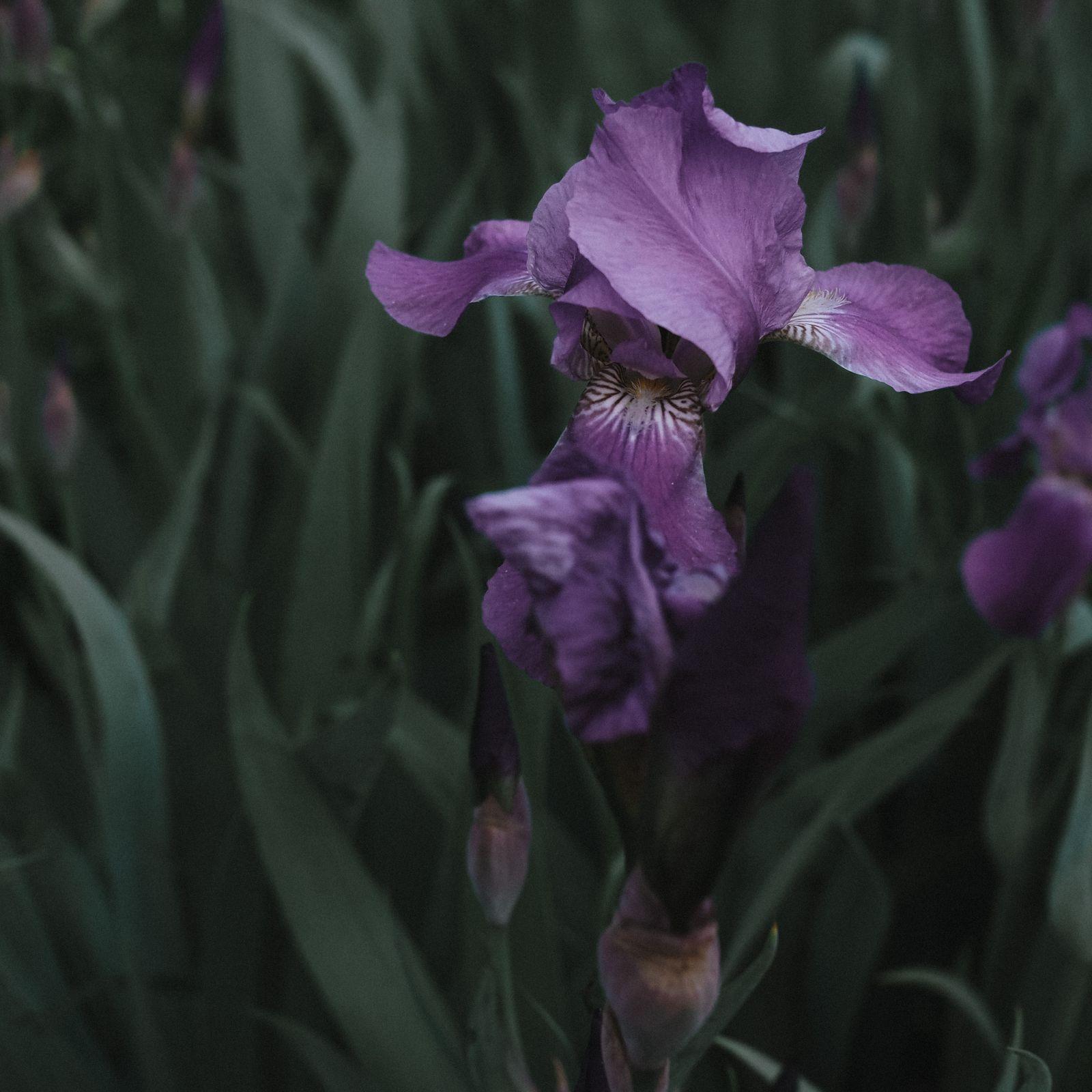 Close-up of a purple bearded iris (Iris germanica) in bloom