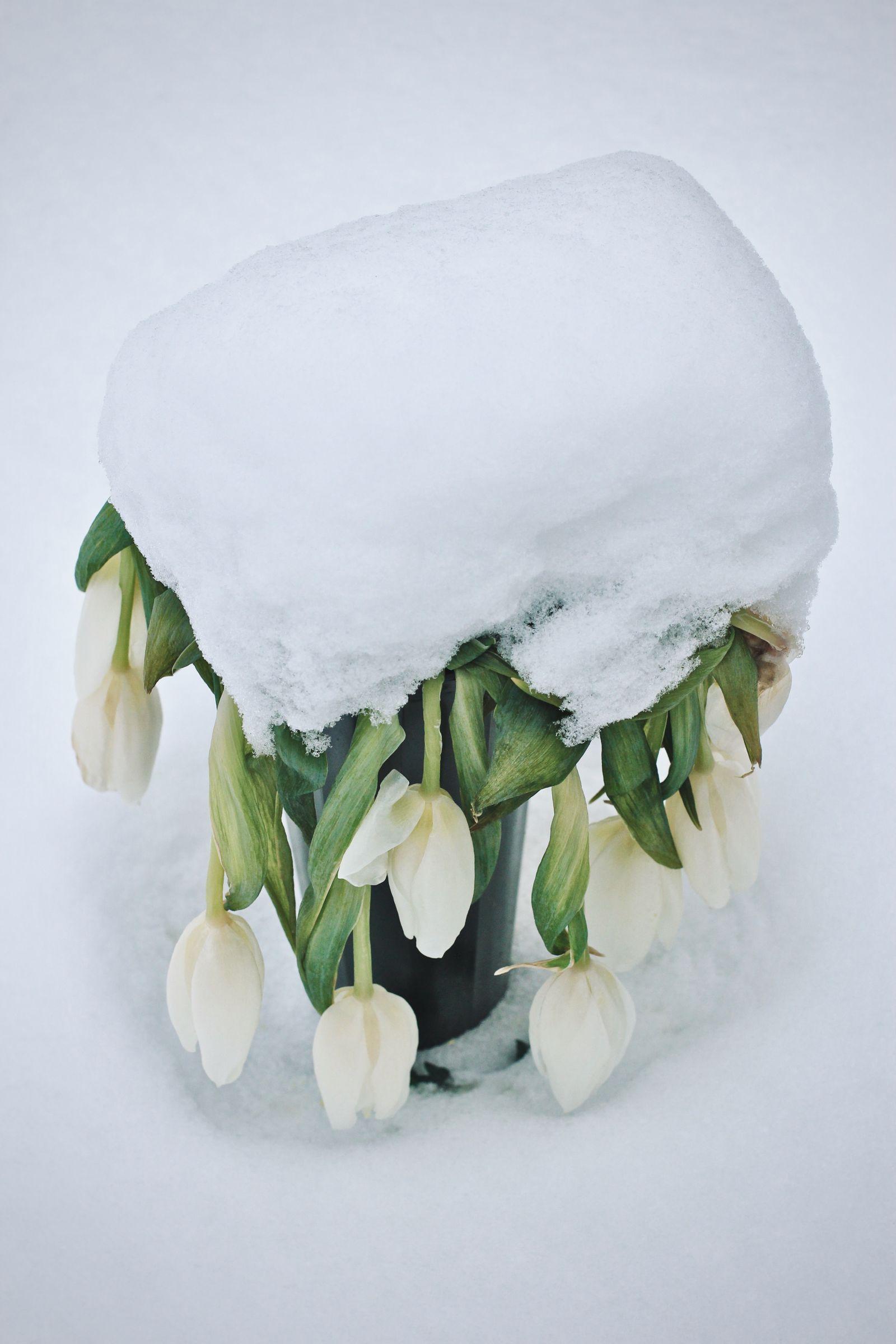 Snowdrops emerging through snow