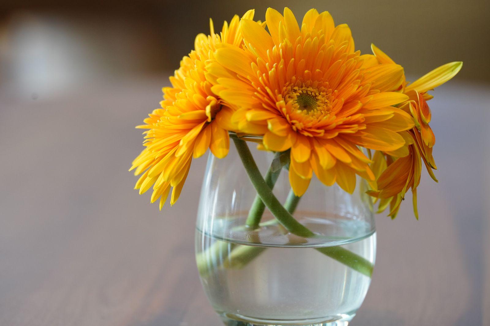 Bright yellow gerbera daisies in a glass vase