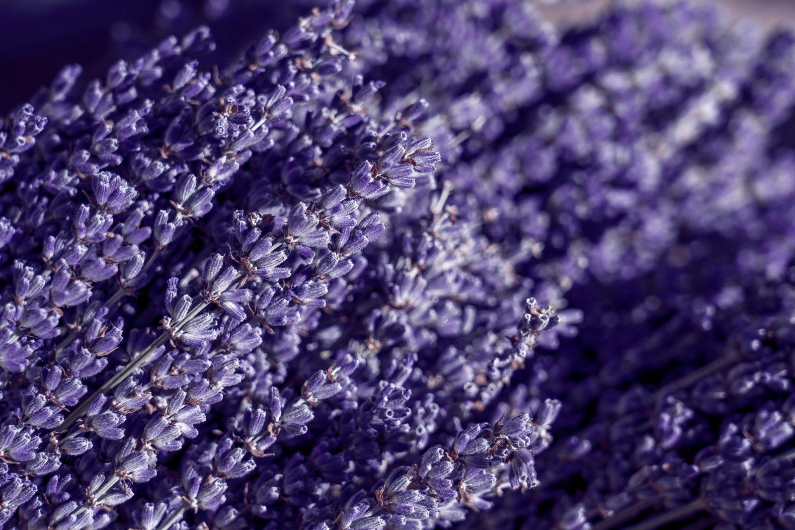 A bunch of cut lavender resting in a basket