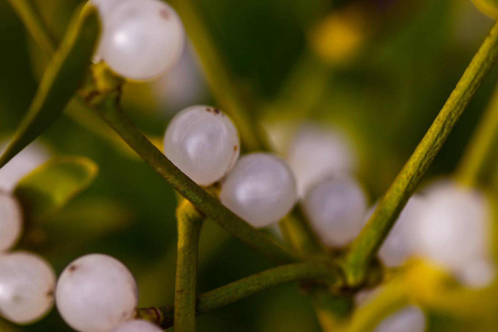 Mistletoe with white berries in close-up