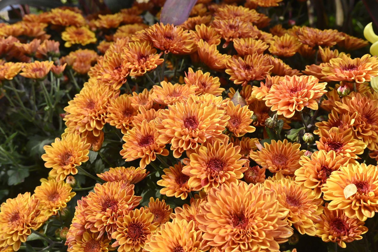 Autumn chrysanthemums in full bloom