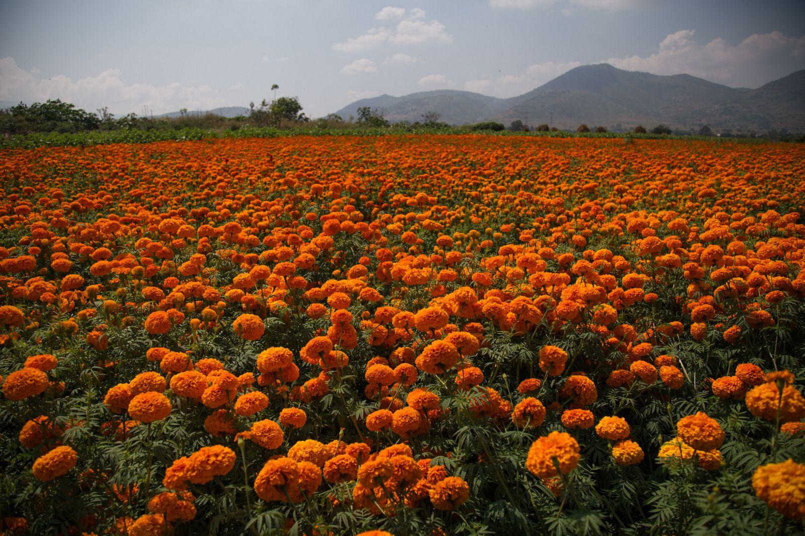 A field of orange marigolds in full bloom