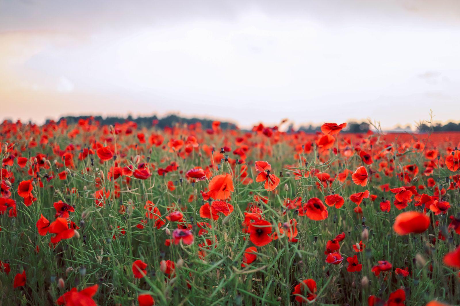 A field of red poppies