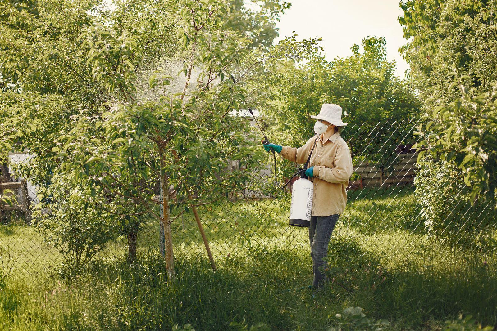 A gardener in a hat, mask, gloves and long sleeves spraying a garden tree