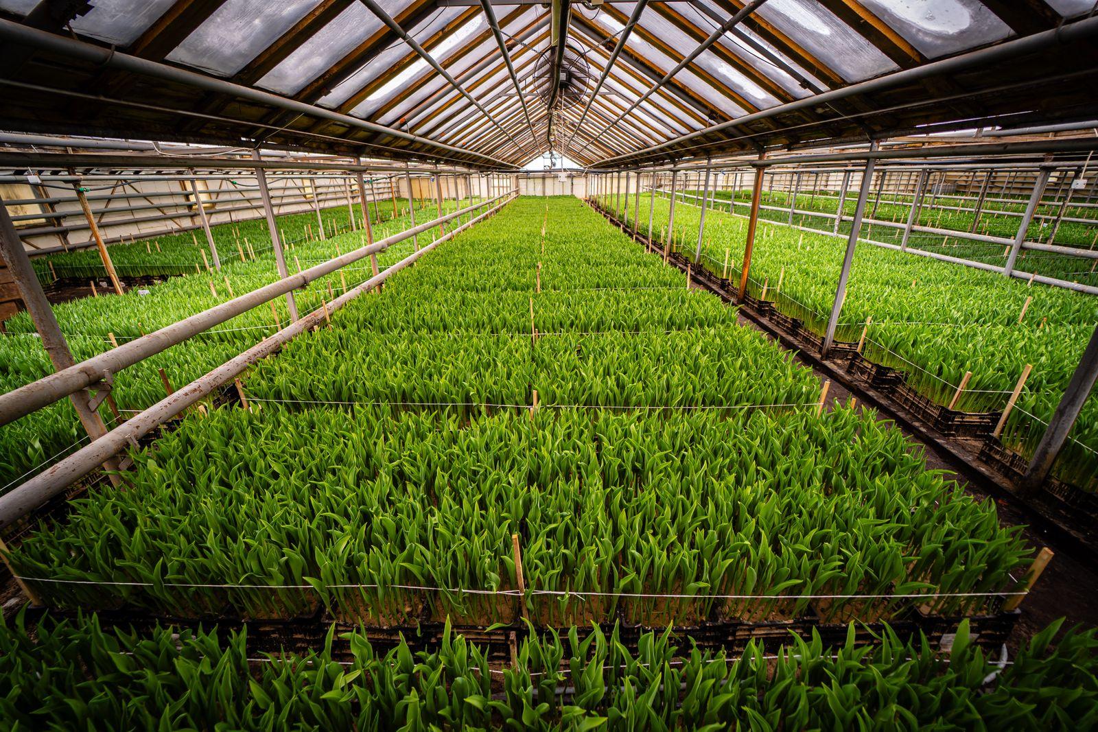 Rows of tulips growing under glass in a greenhouse