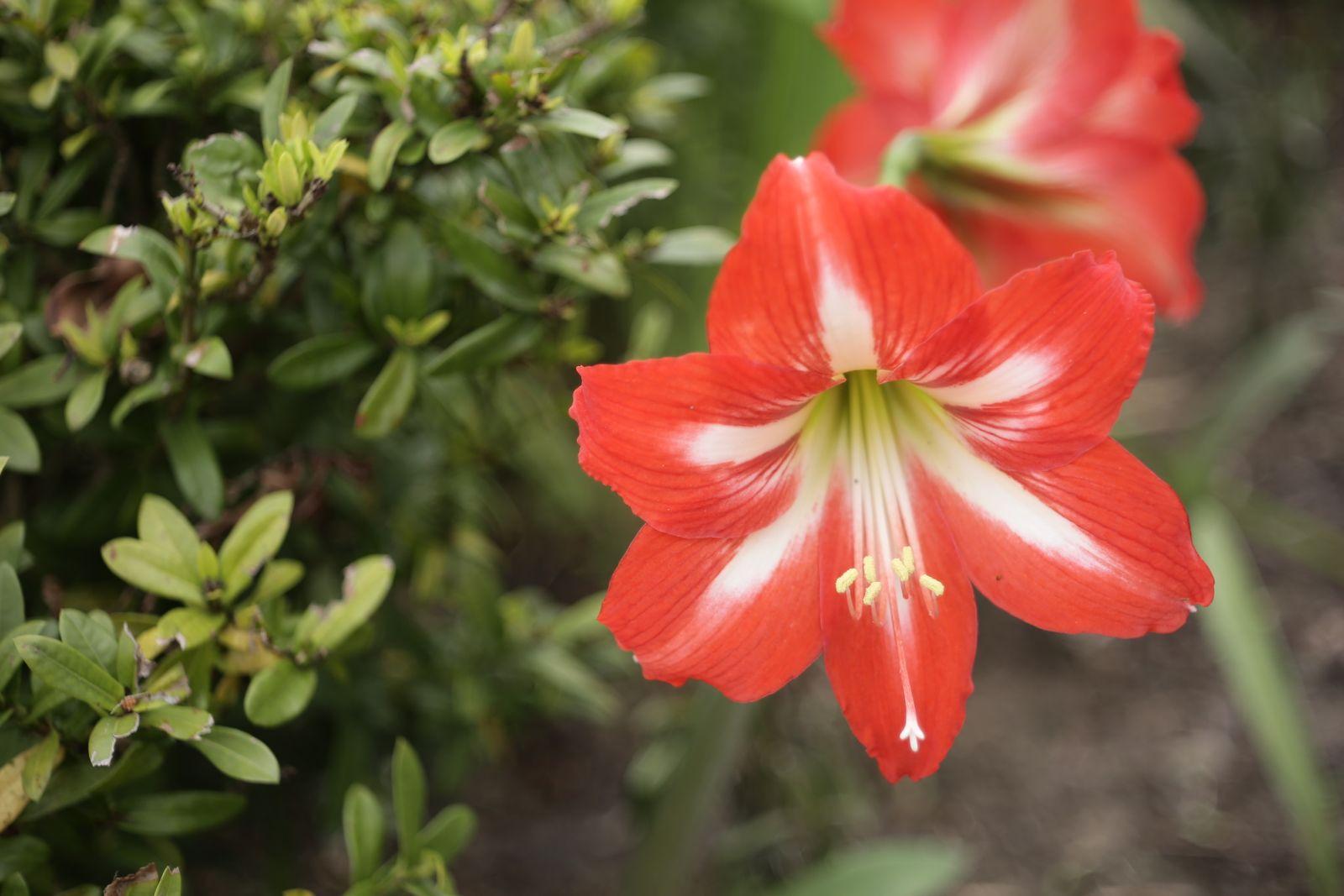 A red amaryllis in bloom