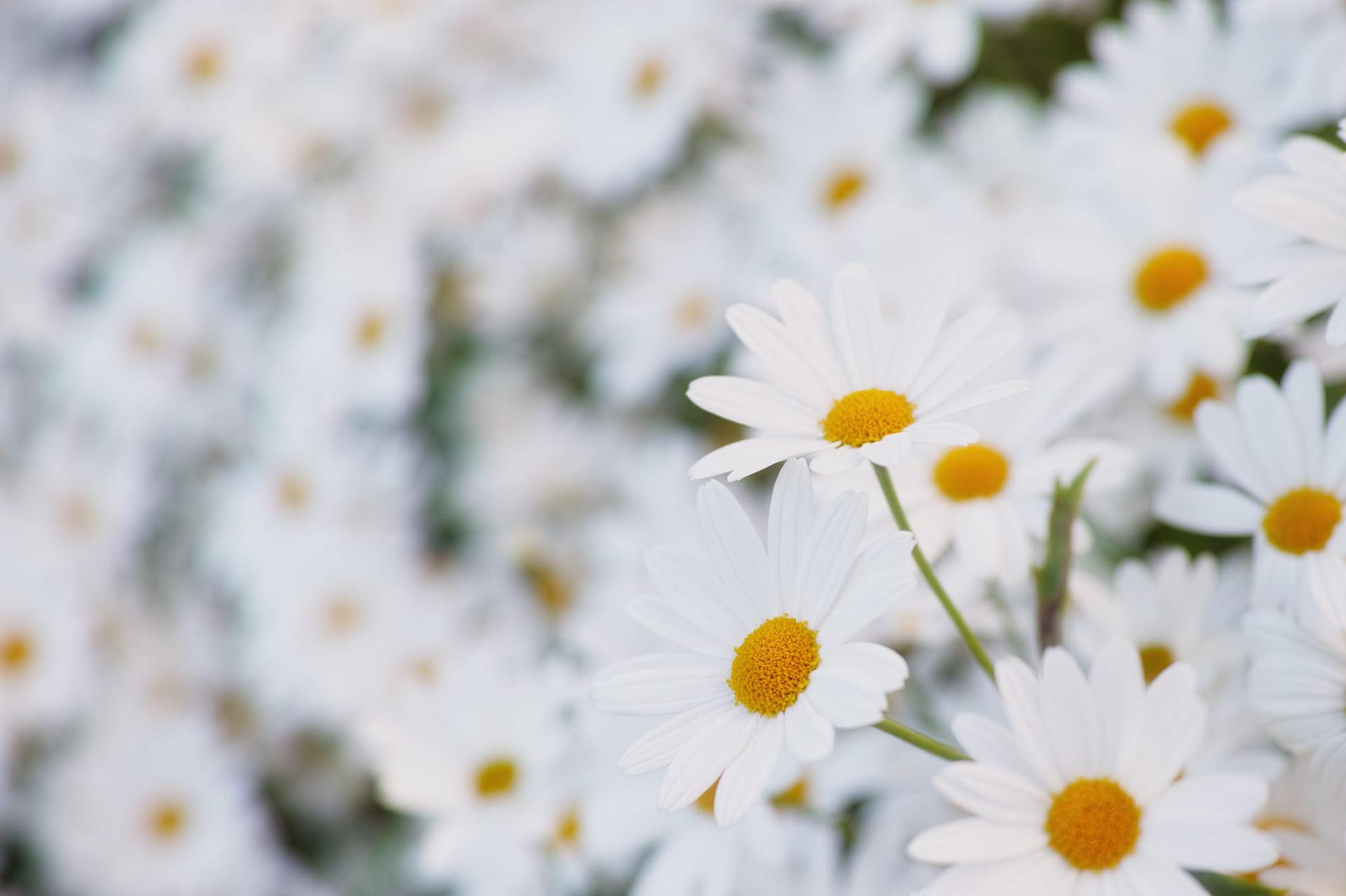 A close-up of white daisies in bloom