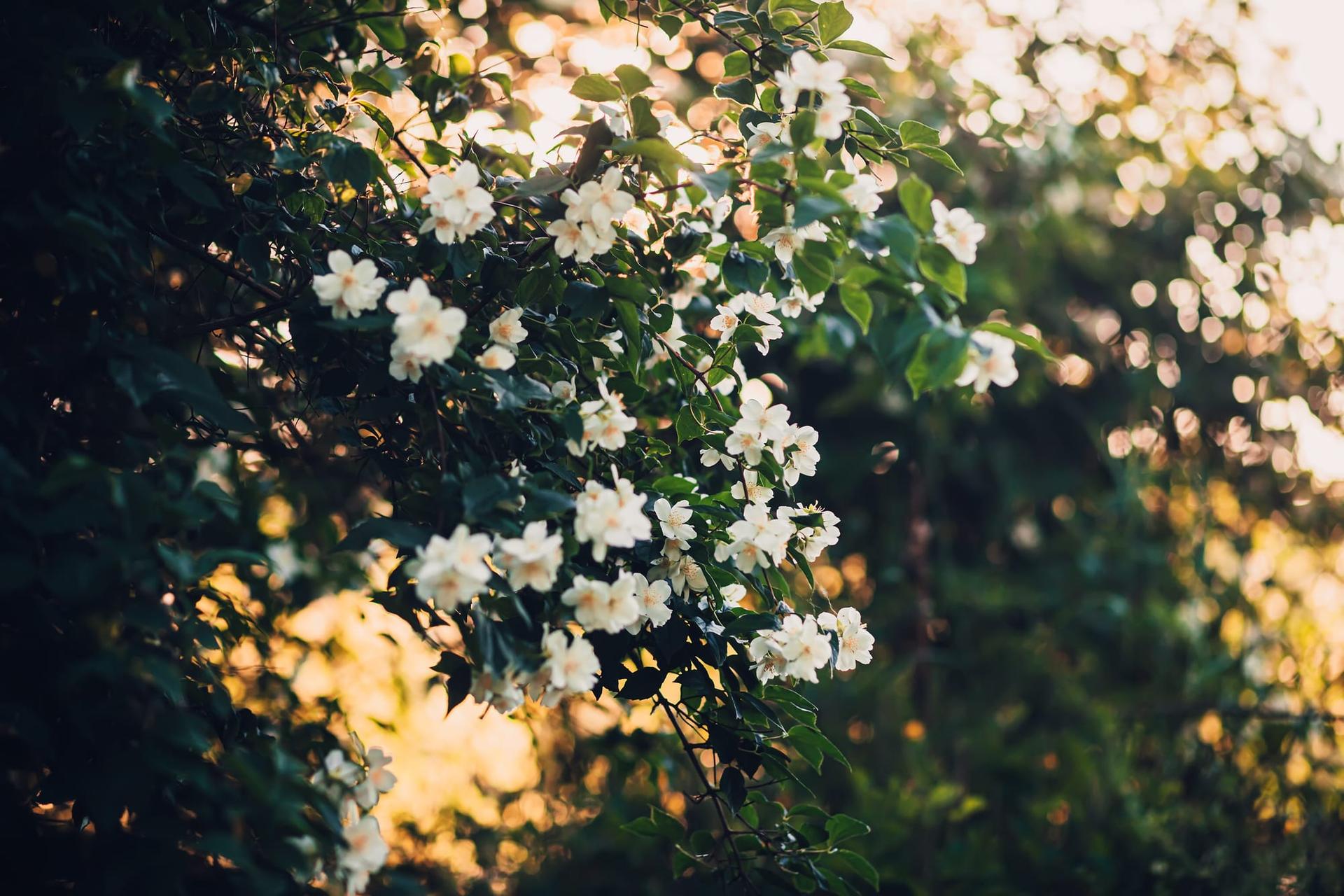 White fragrant jasmine flowers blooming in the evening