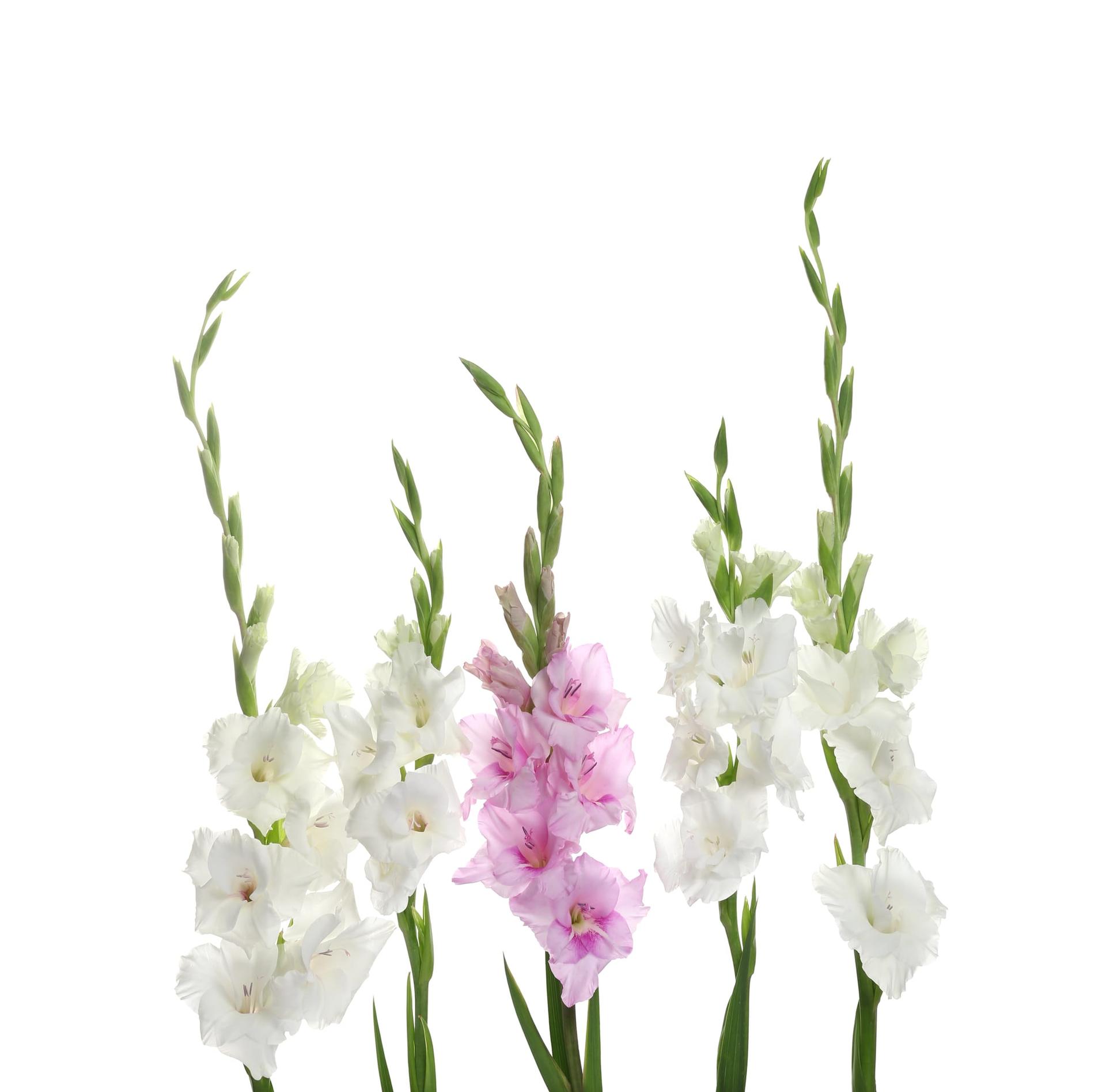 Tall gladiolus stems standing upright