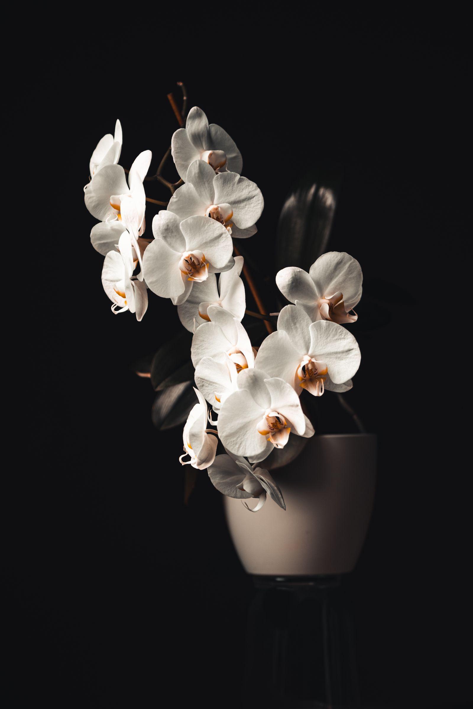White phalaenopsis orchid in a pale pot against a dark background