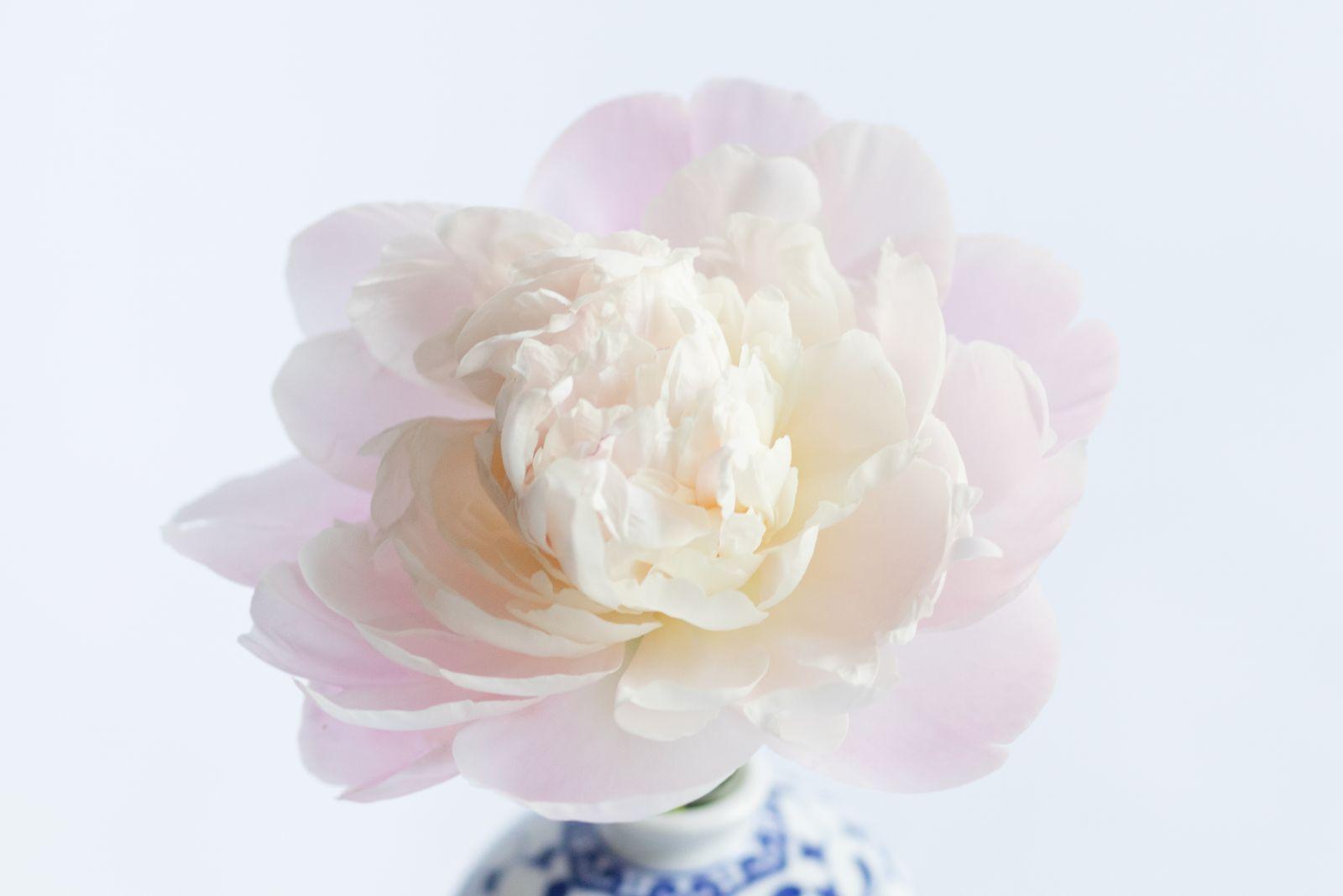 Single blush-pink peony in a blue-and-white porcelain vase