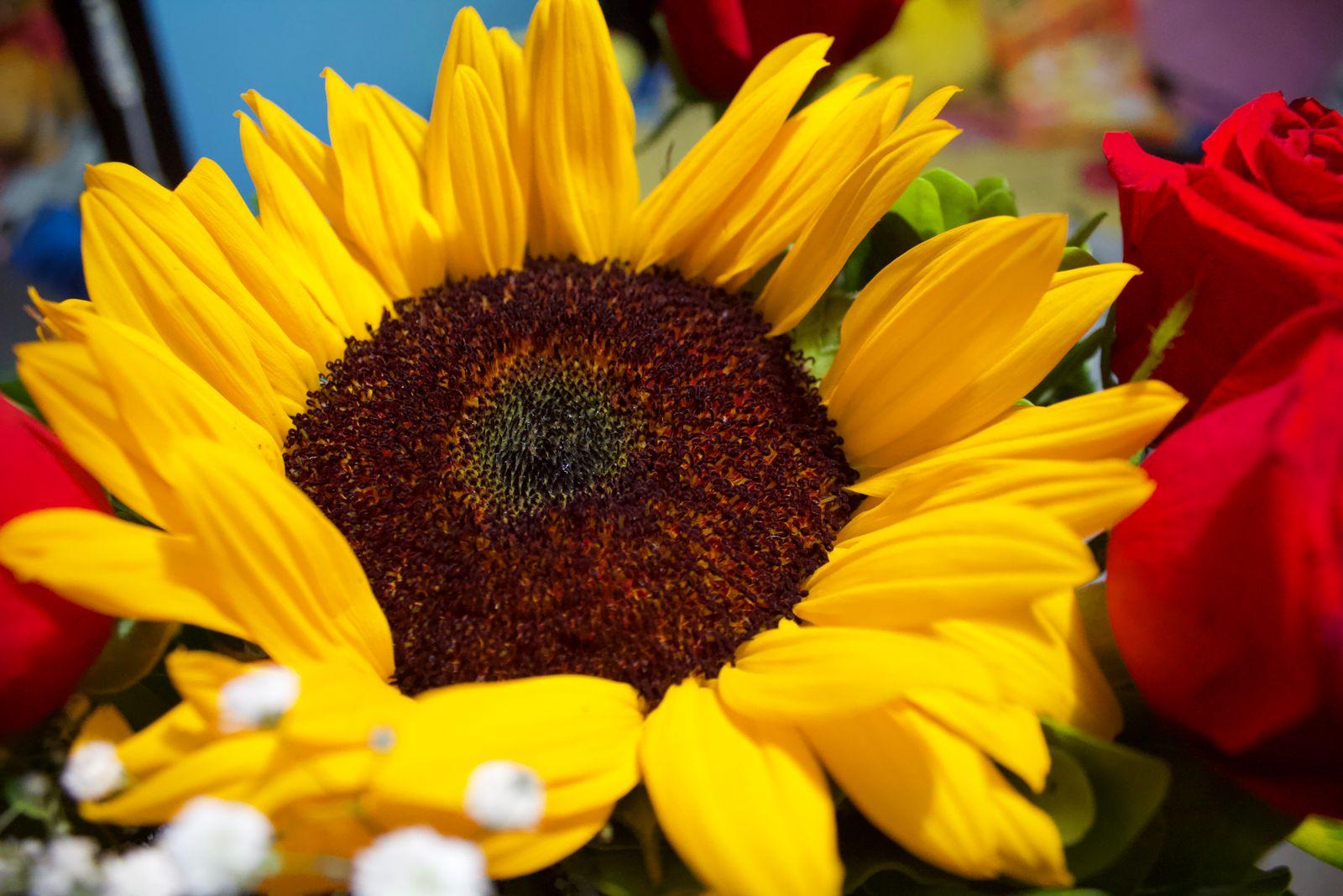 Close-up of a yellow sunflower with red roses and baby's breath