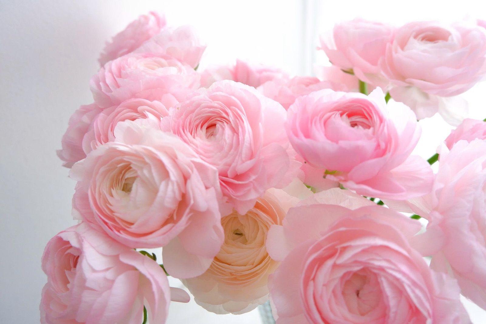 Pale pink ranunculus in soft bloom against a bright window
