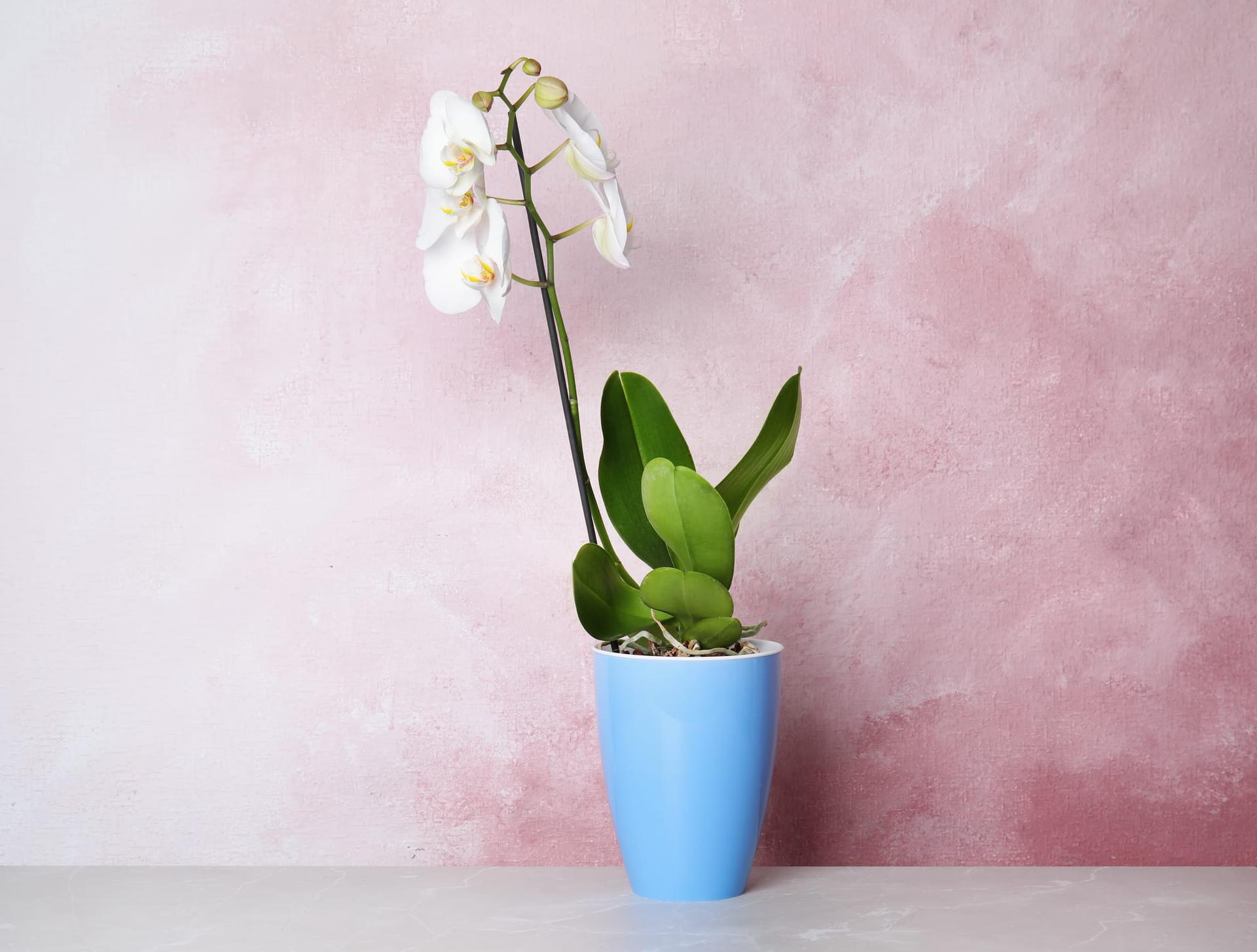 A potted orchid in full bloom on a table