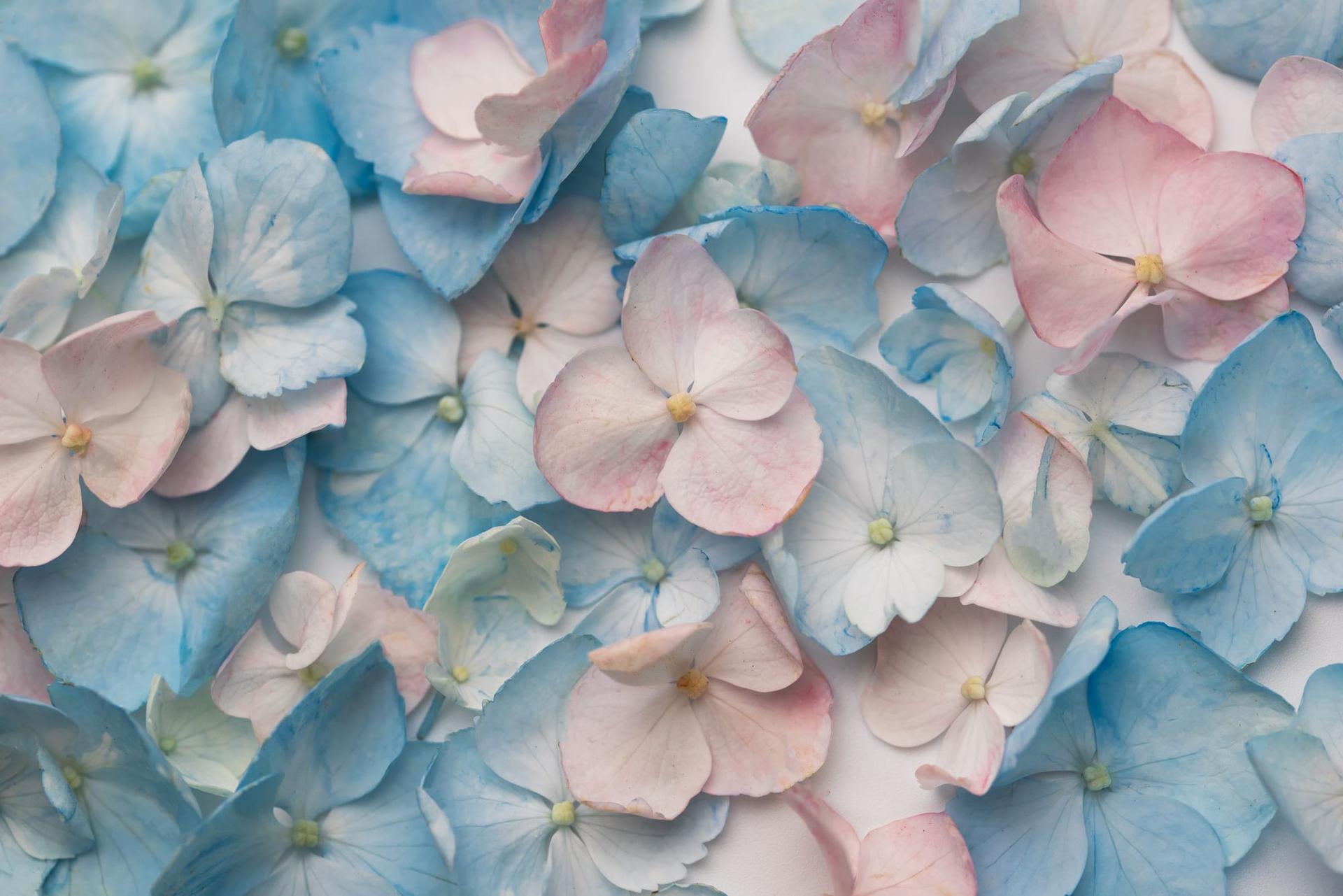 Delicate blue and pink hydrangea blossoms