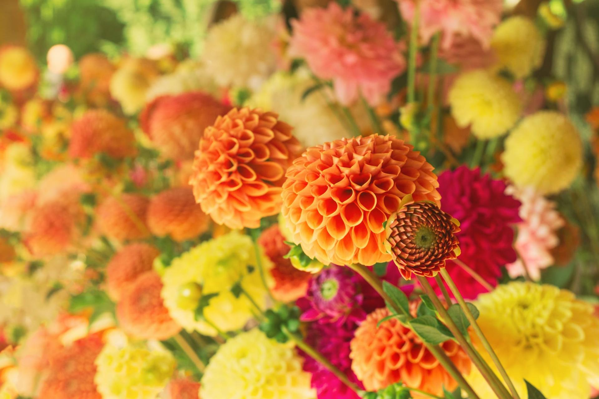 Bright dahlias in full bloom in a late-summer garden