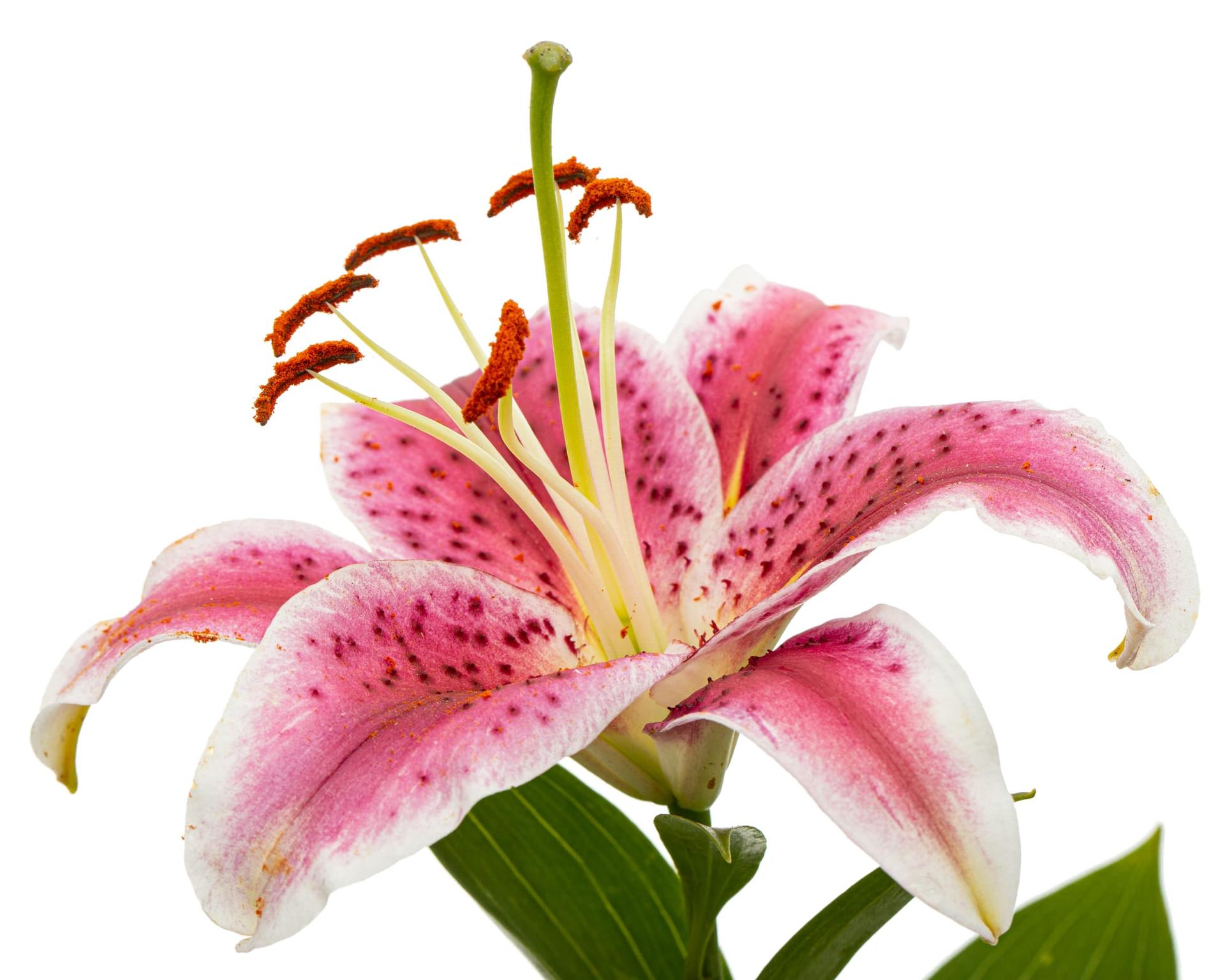 A large pink and white oriental lily bloom