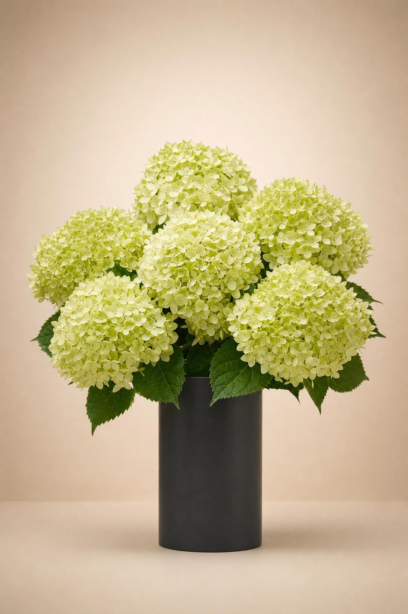 Lime-green limelight hydrangea arrangement in a matte charcoal cylinder vase