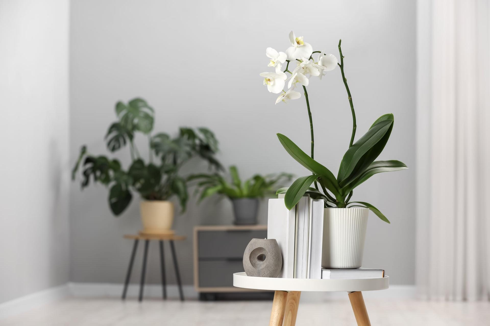 A blooming white orchid plant styled on a side table