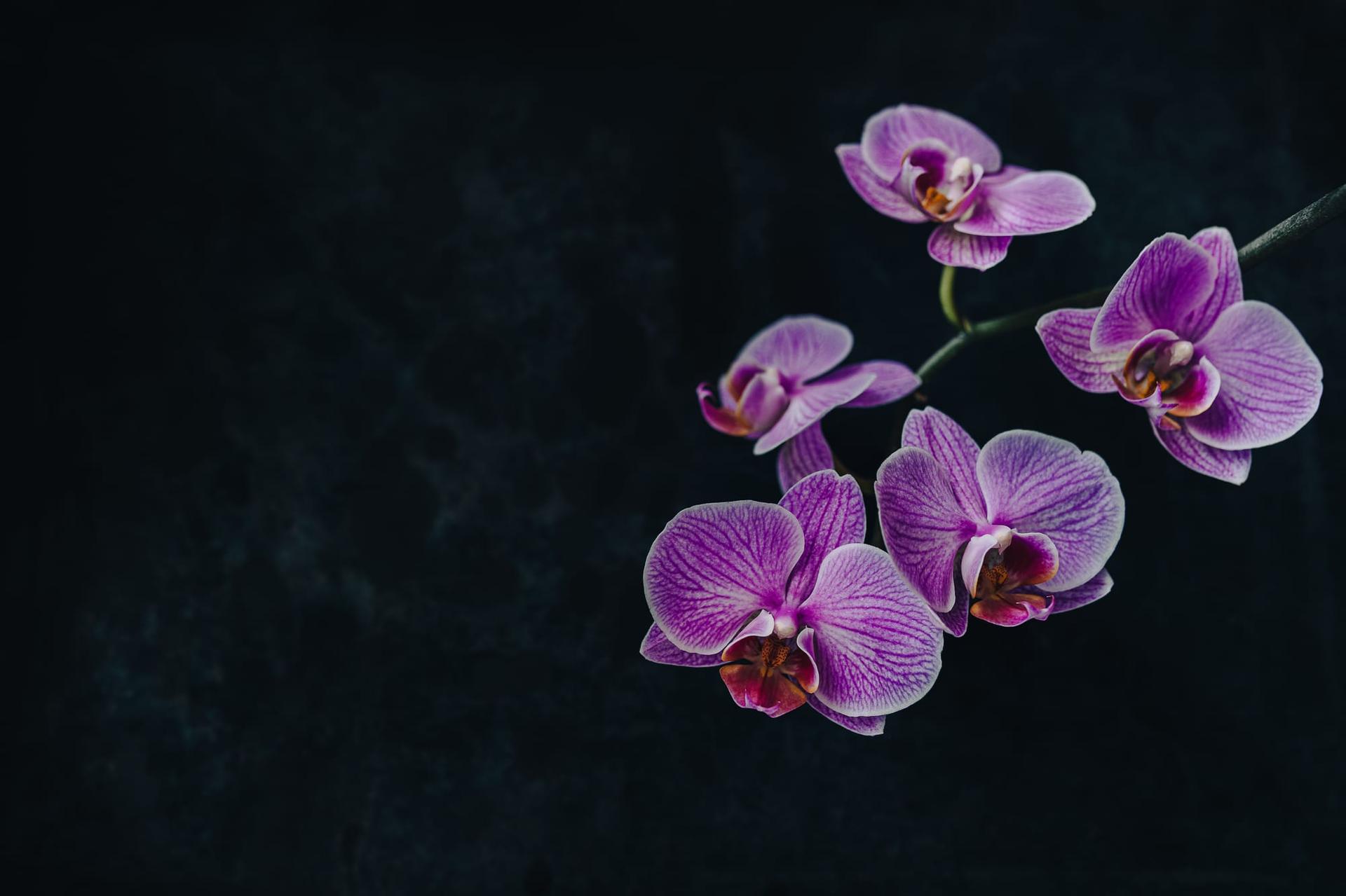 Purple orchid flowers against a dark background