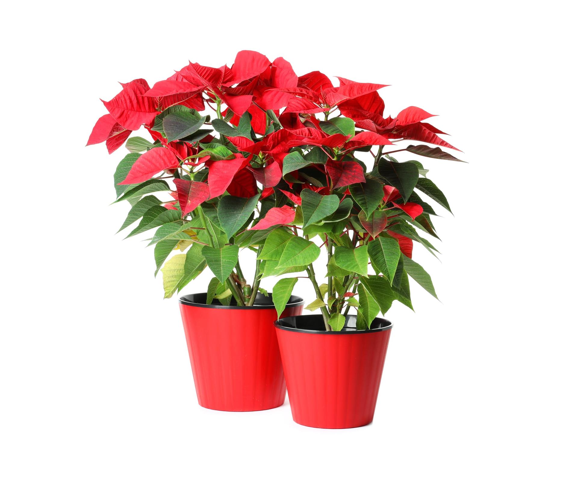 Red poinsettia plants in pots