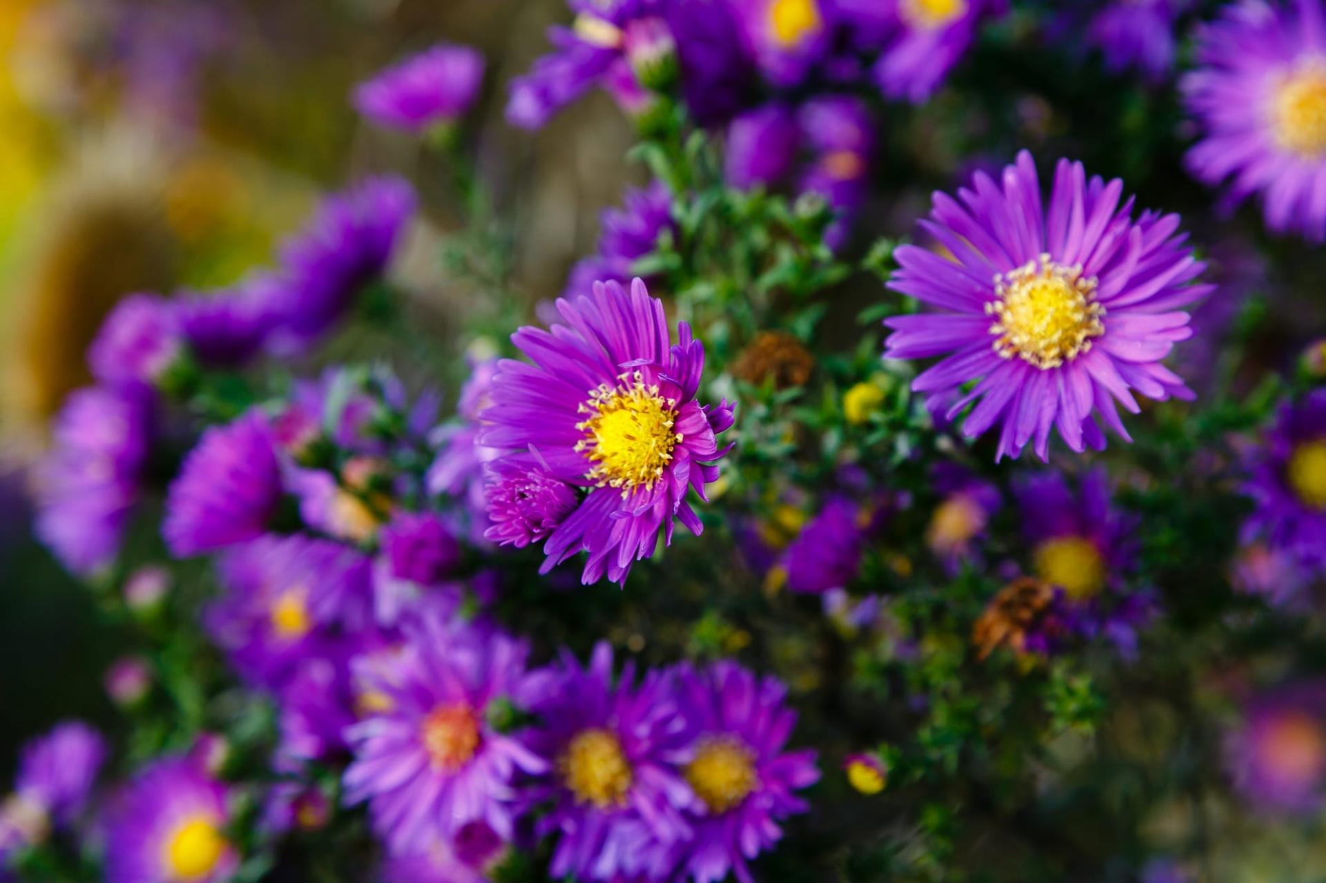 Purple autumn asters blooming in a garden