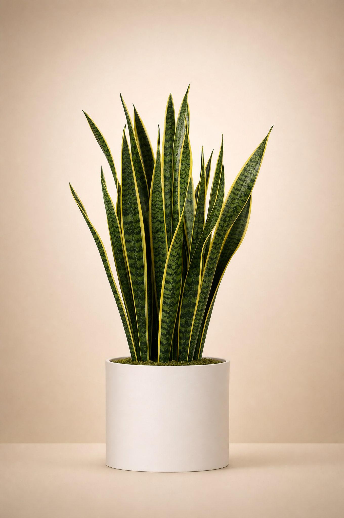 Snake plant with tall upright green leaves edged in gold, in a matte white cylinder pot