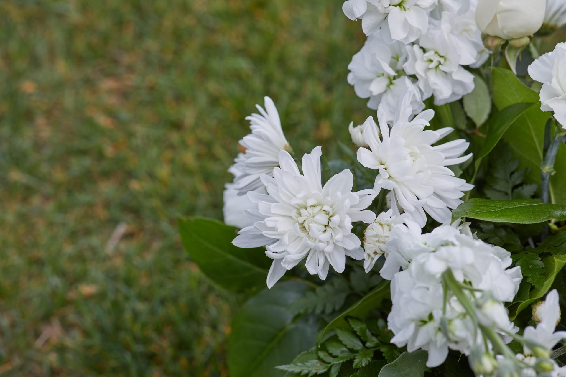 A calm close-up of fresh white sympathy flowers