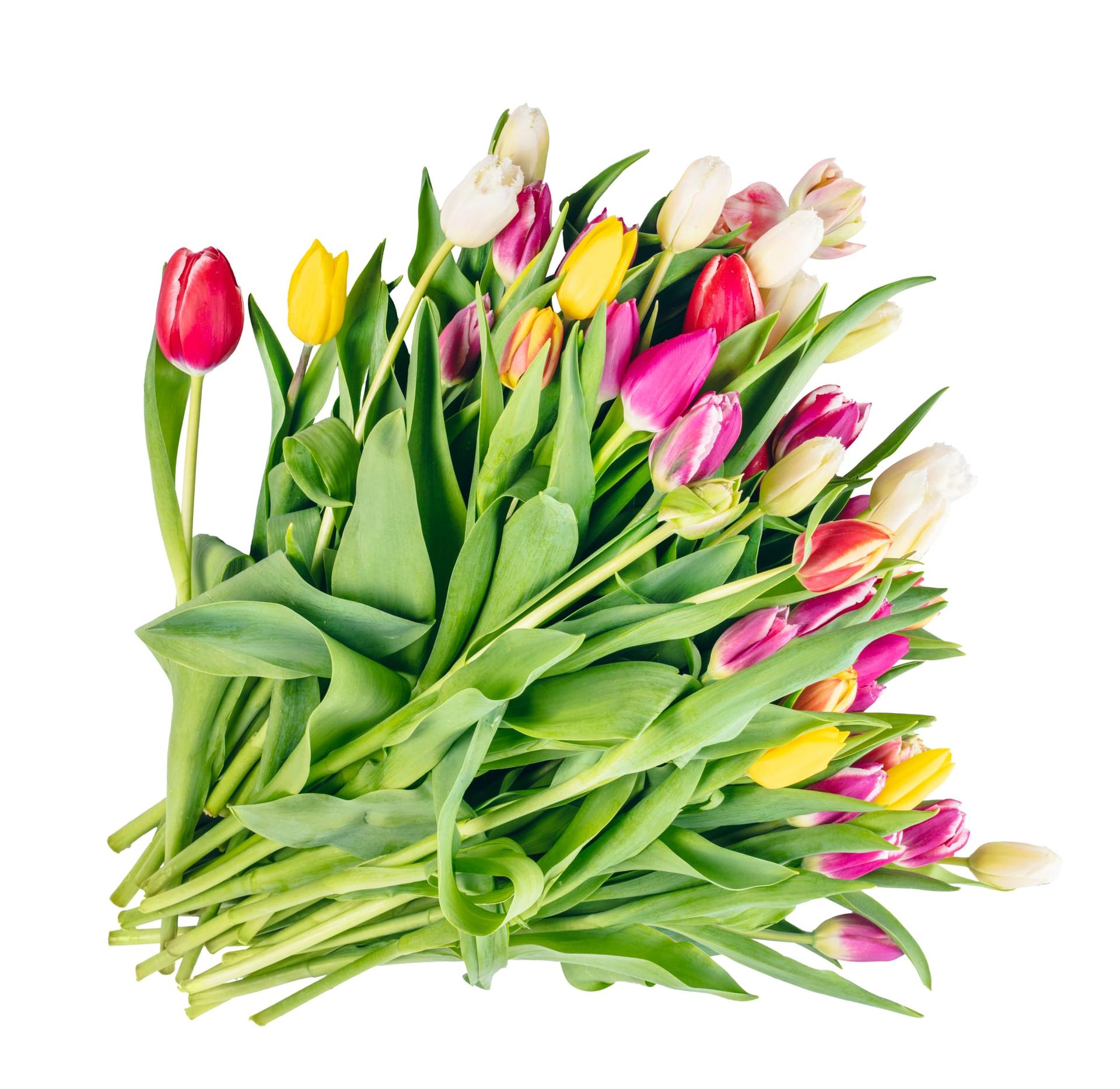 A colourful bouquet of fresh tulips
